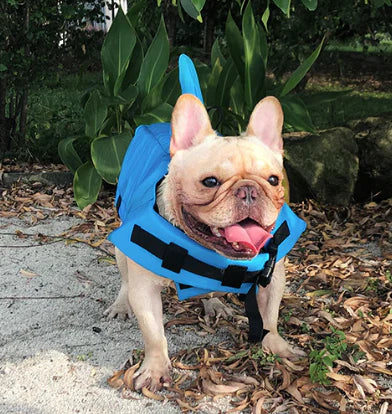 Dog life jacket with shark fin, offering buoyancy and fun for all water activities; bright material, adjustable straps.