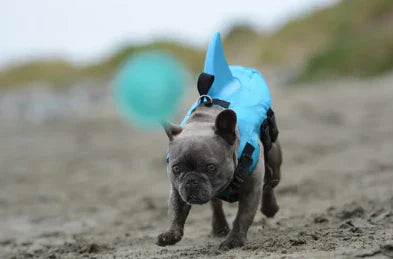 Dog life jacket with shark fin, offering buoyancy and fun for all water activities; bright material, adjustable straps.