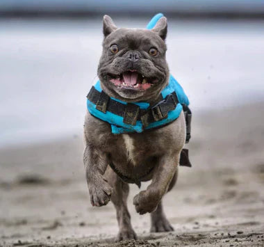 Dog life jacket with shark fin, offering buoyancy and fun for all water activities; bright material, adjustable straps.