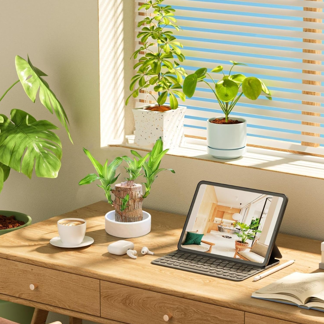 "Luxurious Brazilian Fortune Wood Plant for prosperity and air purification, ideal for home and garden settings."