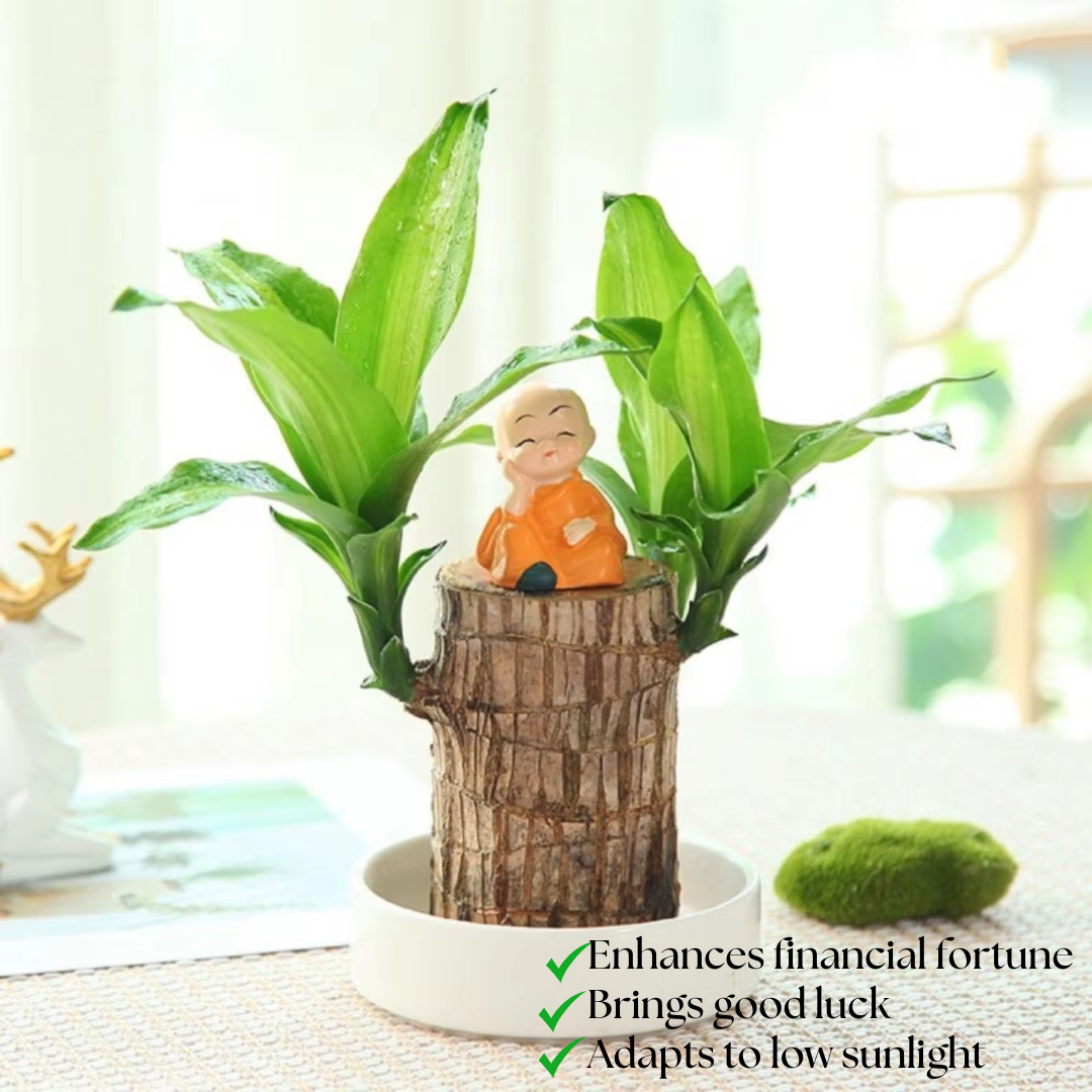 "Luxurious Brazilian Fortune Wood Plant for prosperity and air purification, ideal for home and garden settings."