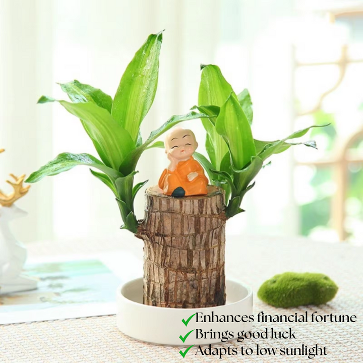 "Luxurious Brazilian Fortune Wood Plant for prosperity and air purification, ideal for home and garden settings."