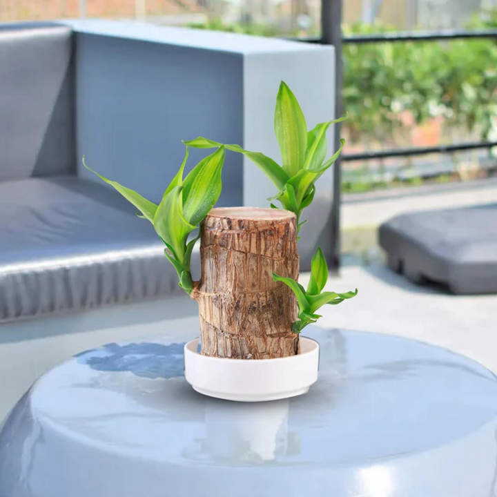 "Luxurious Brazilian Fortune Wood Plant for prosperity and air purification, ideal for home and garden settings."
