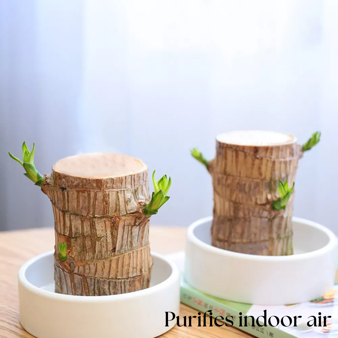 "Luxurious Brazilian Fortune Wood Plant for prosperity and air purification, ideal for home and garden settings."