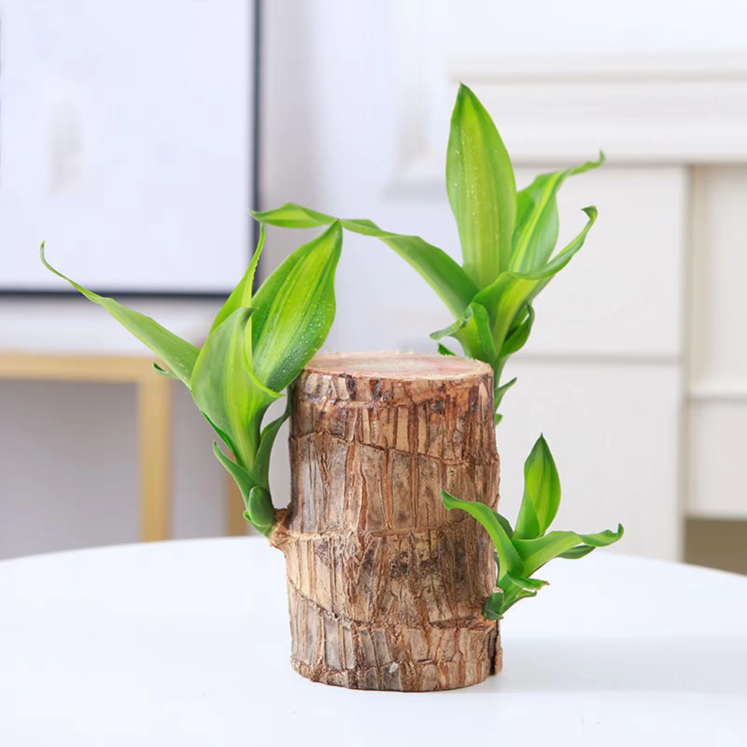"Luxurious Brazilian Fortune Wood Plant for prosperity and air purification, ideal for home and garden settings."