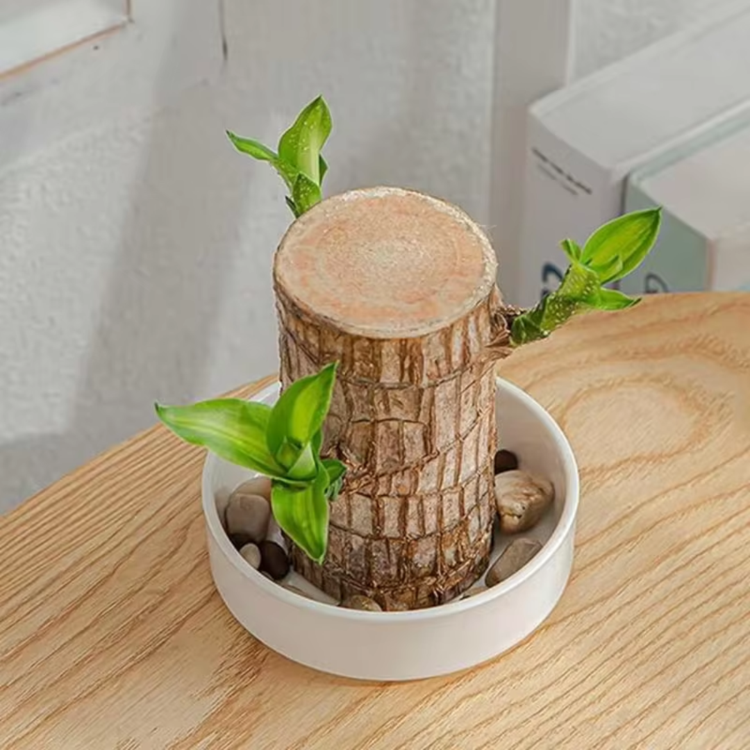 "Luxurious Brazilian Fortune Wood Plant for prosperity and air purification, ideal for home and garden settings."