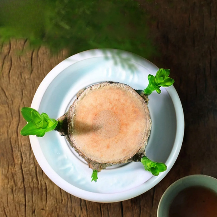 "Luxurious Brazilian Fortune Wood Plant for prosperity and air purification, ideal for home and garden settings."