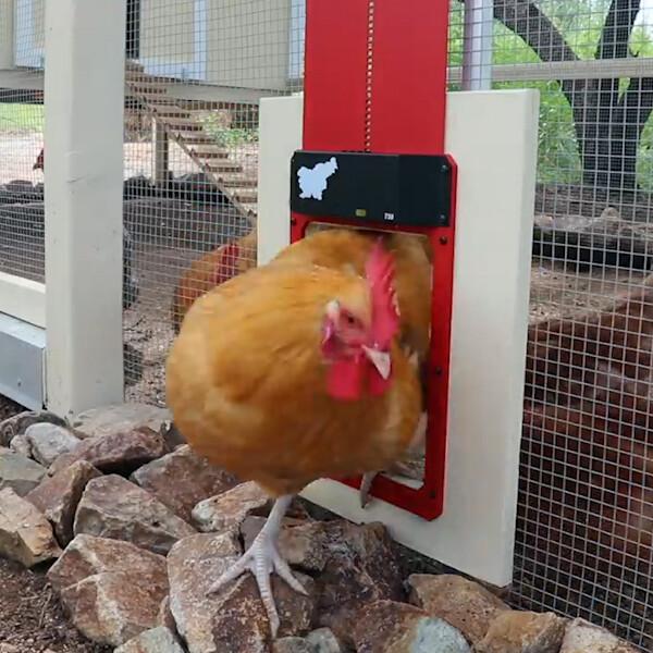 Automatic chicken coop door with light sensor for poultry, enhancing farm animal care & outdoor security