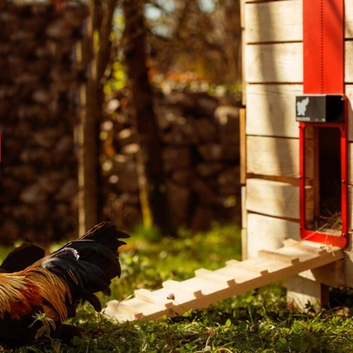 Smart chicken coop door featuring light sensor for automated opening and closing for outdoor chickens