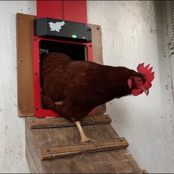 Light sensor automatic chicken coop door, a smart solution for secure and convenient poultry housing