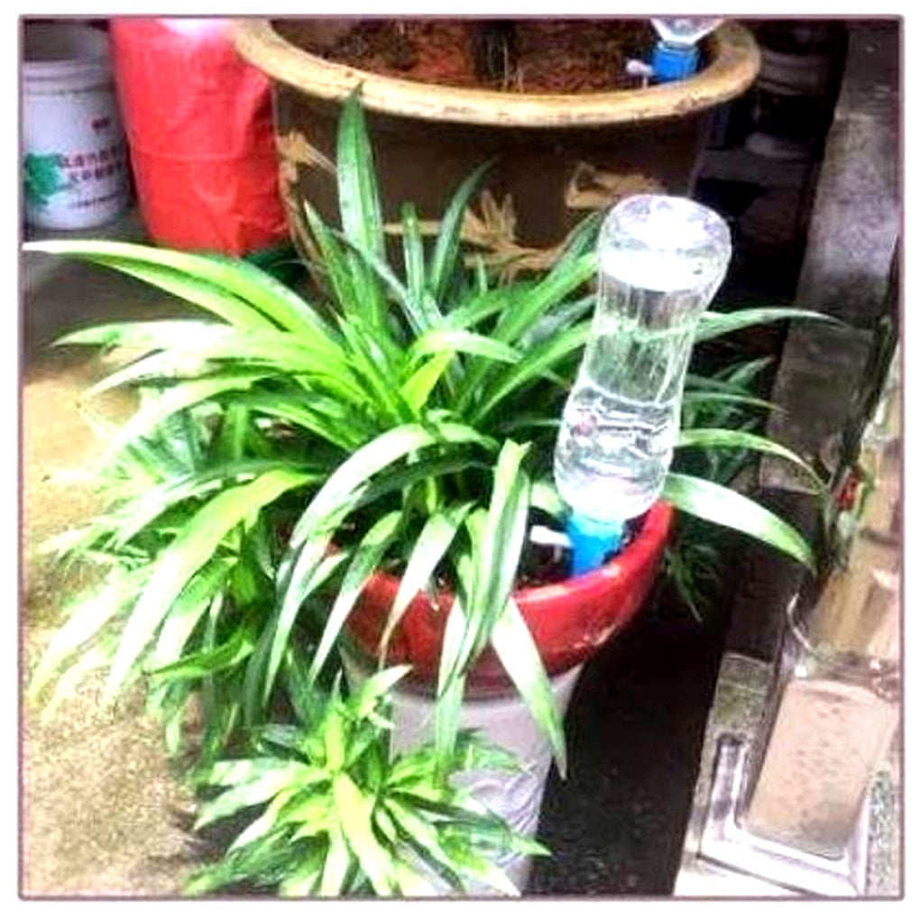 Blue & Green Automatic Plant Spikes for garden or indoor plant care. 12-pack for hassle-free irrigation.