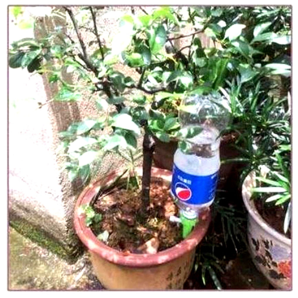 Eco-Friendly Plant Watering System with adjustable flow spikes. Ideal for maintaining healthy indoor and outdoor plants.