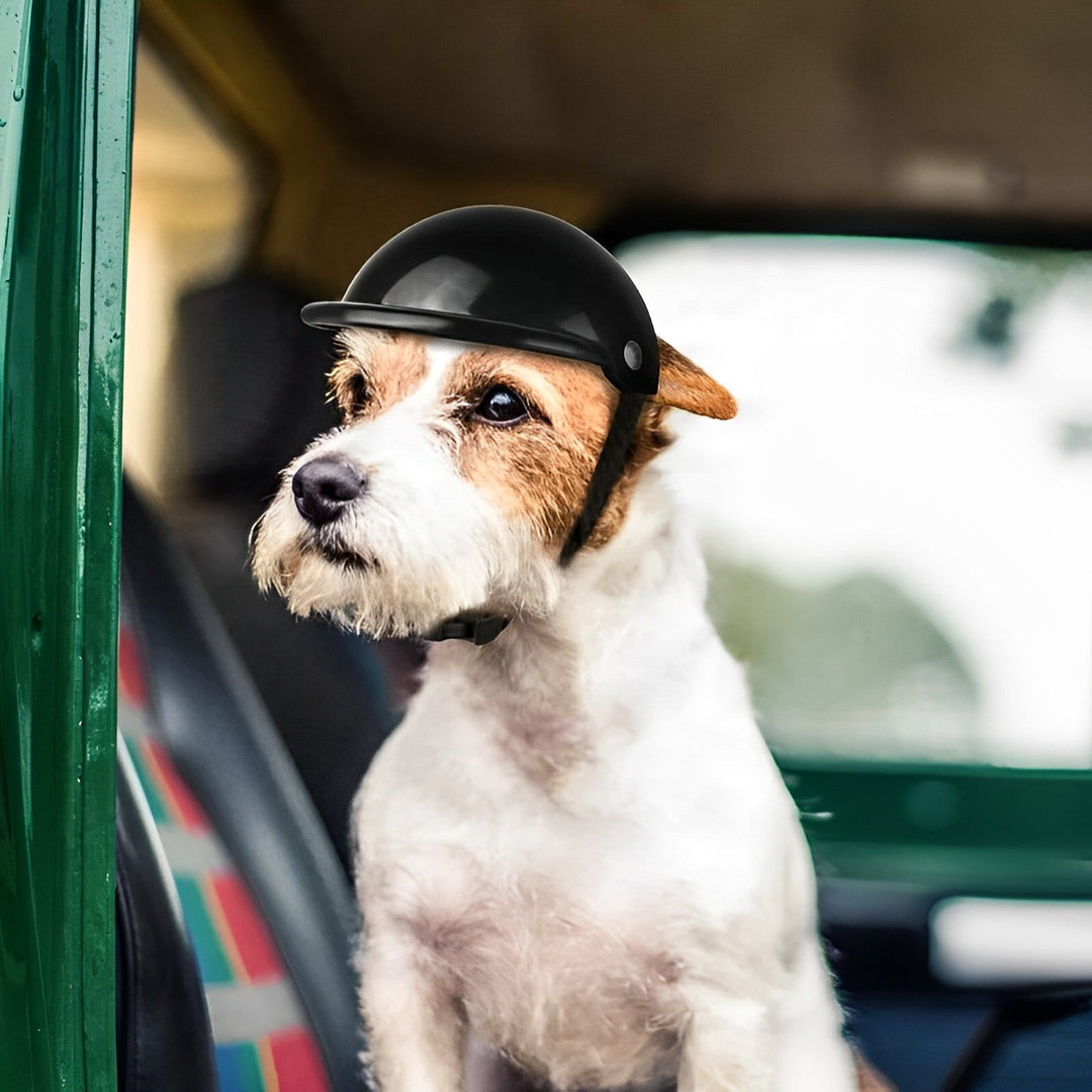 Black dog helmet and goggles set for pet safety during outdoor adventures.