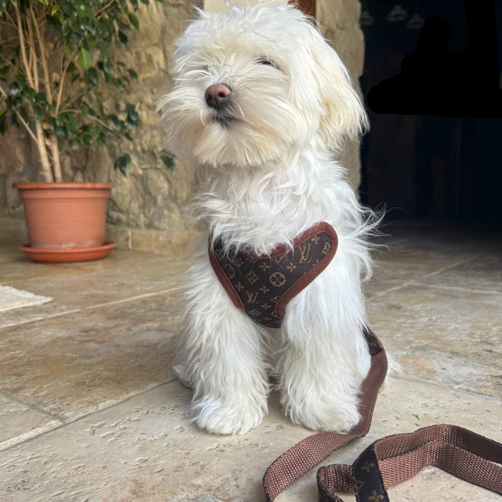 Adjustable comfort-fit dog harness and matching leash set. Great no-pull pet accessory for daily dog walking.