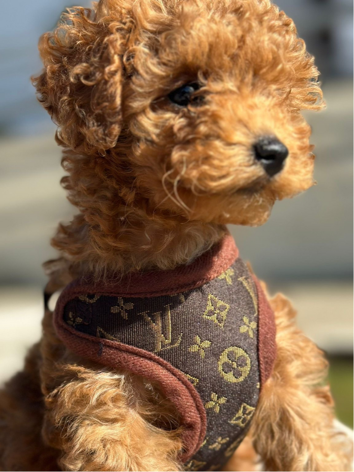 Complete dog no-pull harness and leash set, offering a comfortable and adjustable fit for all dog breeds.