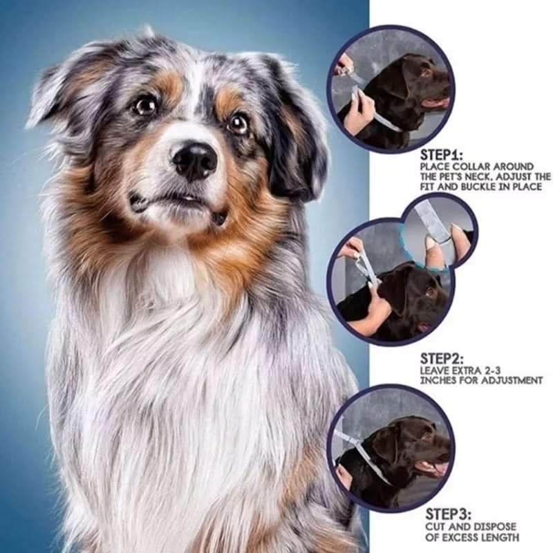 Happy dog wearing an 8-month waterproof flea & tick protection collar. Effective pet pest control.