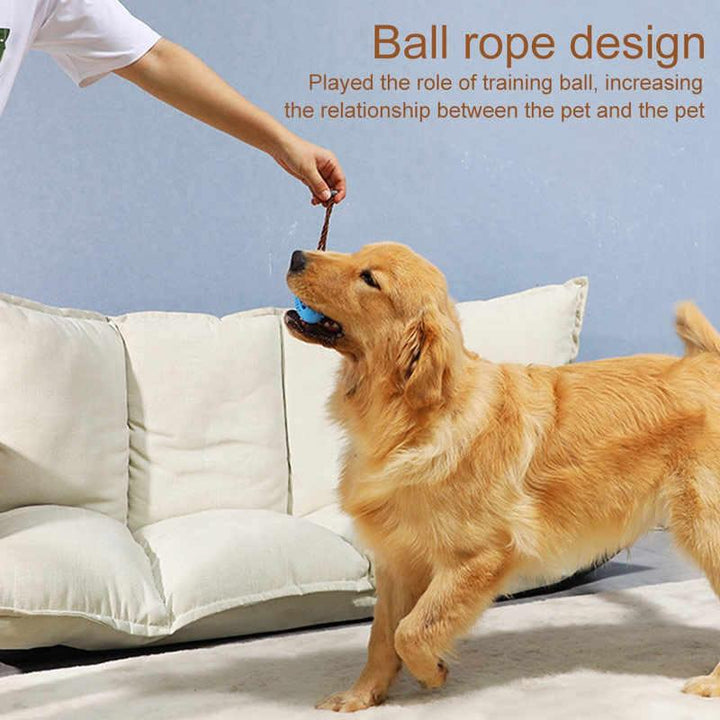 Dog happily chewing on interactive toy with treats visible, promoting dog health and dental hygiene