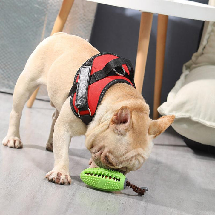 Dog owner filling the treat dispenser of the interactive chew toy, easy-to-use pet dental product