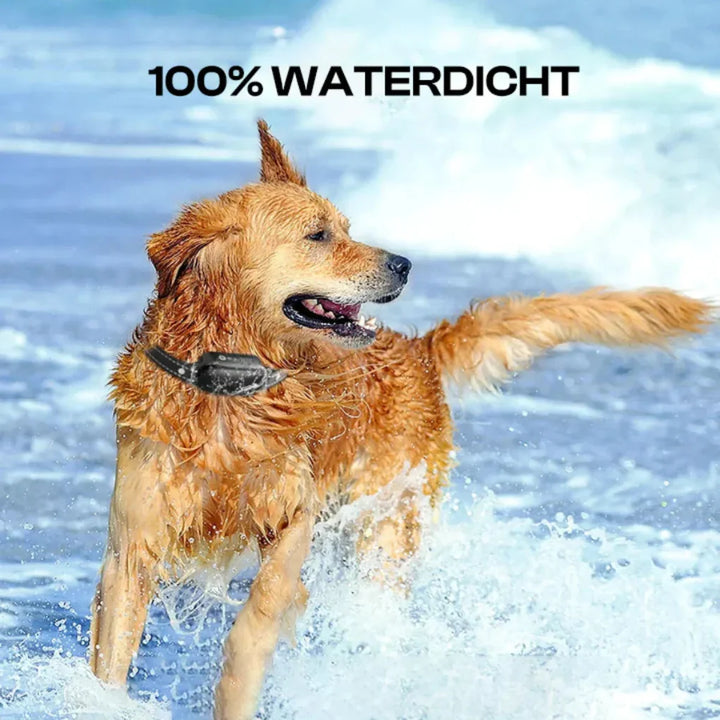 Remote dog training collar & e-collar for pet obedience. Waterproof device perfect for outdoor puppy training & behavior.