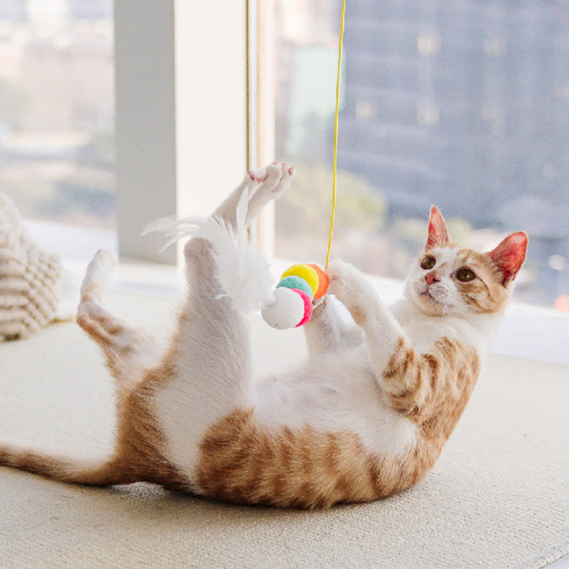 Interactive cat toy hanging from a window, inviting a feline to engage in active playtime and reduce stress