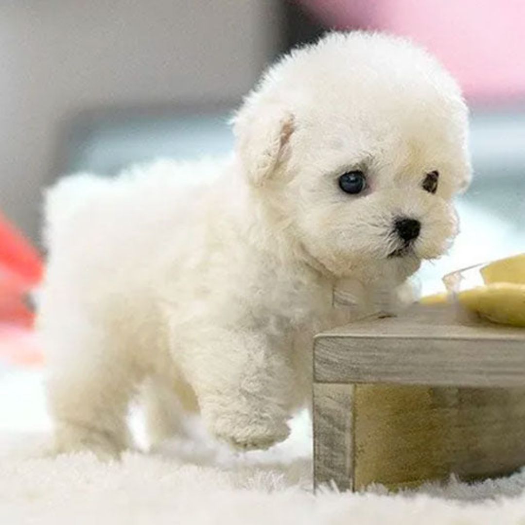 Interactive realistic puppy robot toy, engaging electronic pet for kids, fosters imaginative play.