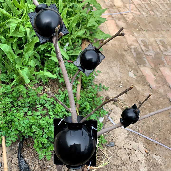 Close-up of a plant propagation pod, fostering root growth for air layering gardening