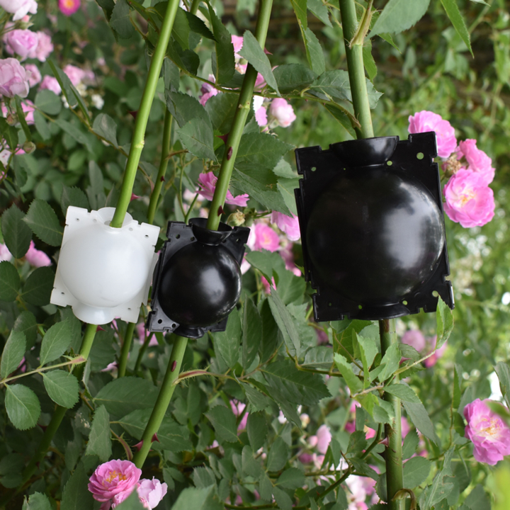 Clear plant propagation pod, allowing observation of root development during air layering