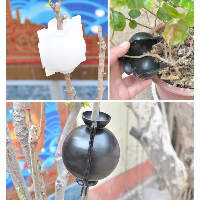 Open plant propagation pod, ready for air layering on a garden plant branch