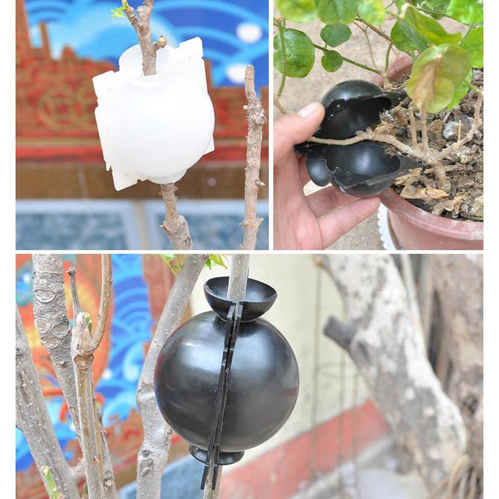 Open plant propagation pod, ready for air layering on a garden plant branch