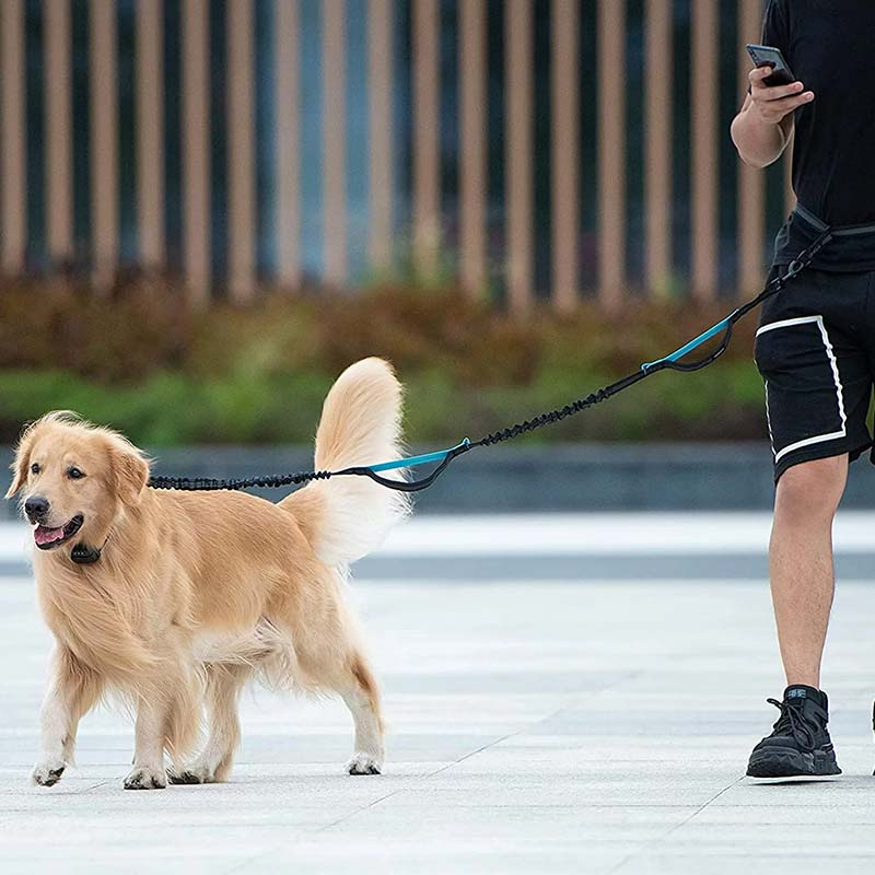 Hands-free running leash for dogs, built-in zipper pouch for keys or treats
