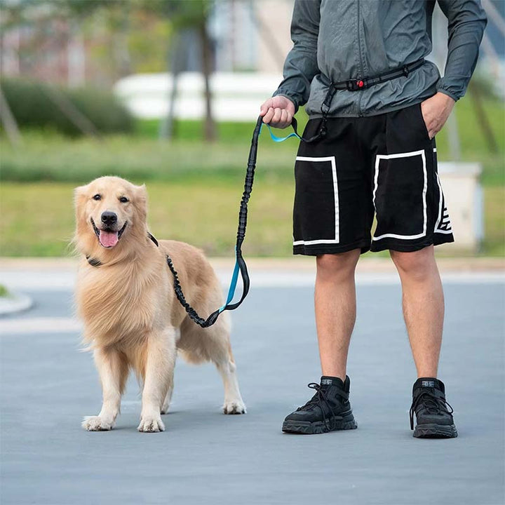 Unisex dog training leash, hands-free with a strong nylon strap and essential pouch