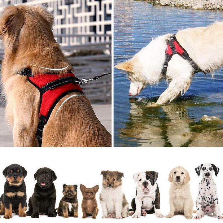 Back view of reflective no-pull dog harness, adjustable pet vest, enhancing dog visibility & safety