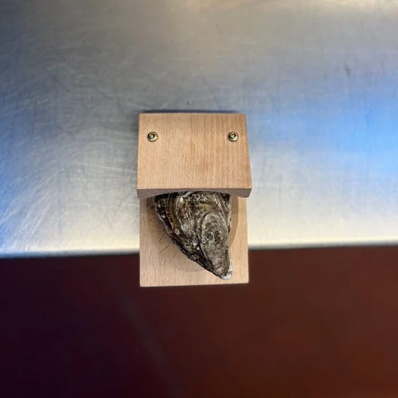Oyster shucking clamp next to shucked oysters, illustrating its utility for seafood